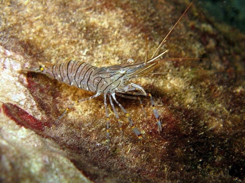 Differenze tra Palaemon serratus e Palaemon elegans